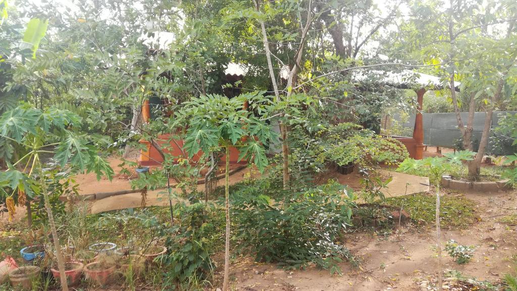 Jaana Guest Hotel Sigiriya Exterior photo